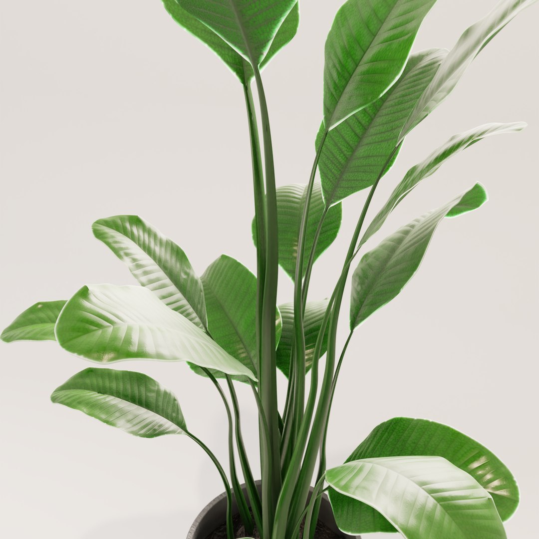 plant green 3D https://p.turbosquid.com/ts-thumb/CJ/V886Q9/q1ZpgmvW/0011/png/1585596812/1920x1080/fit_q87/30a897ce46f70f69d2b6f8900bc4fe94164b3f56/0011.jpg