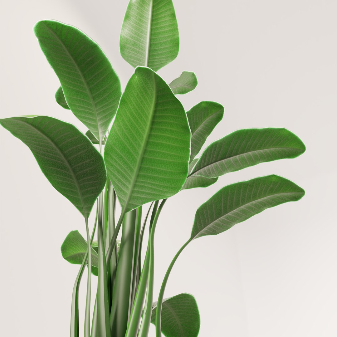 plant green 3D https://p.turbosquid.com/ts-thumb/CJ/V886Q9/qp1qxem8/0006/png/1585596918/1920x1080/fit_q87/dba06446ead80ed956664b06e028f13690474a6c/0006.jpg