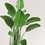 Potted plant green