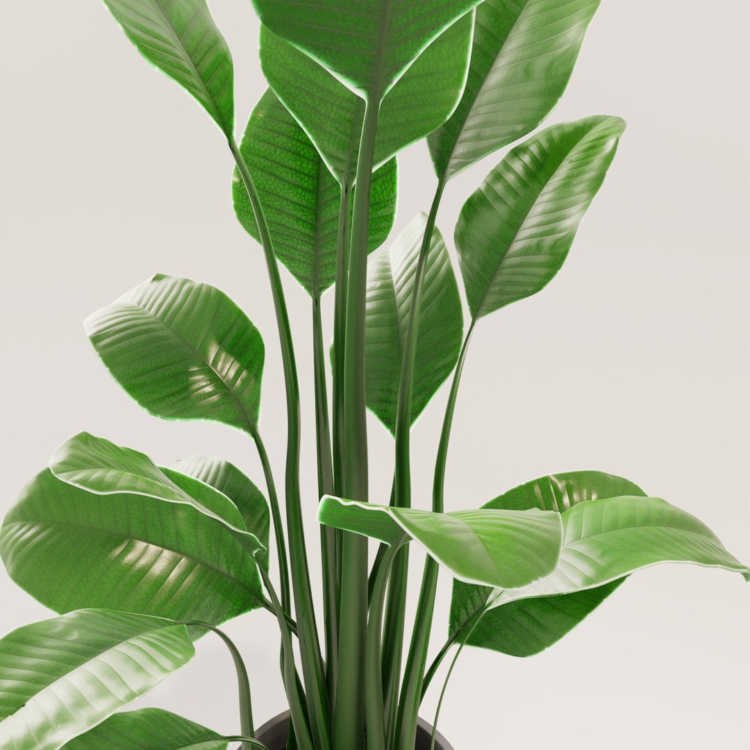 plant green 3D https://p.turbosquid.com/ts-thumb/CJ/V886Q9/x6c1jU5z/0010/png/1585596834/1920x1080/fit_q87/1b2eb74d9ccb9ddec81bb3cf3c6996331303b2c6/0010.jpg