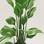 Potted plant green