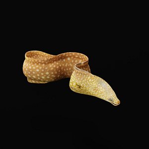 3D Ocellated Moray Eel