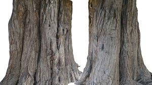 Tree Trunk Scanned 3D