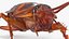 3D Animated Cockroach Creeps Rigged for Cinema 4D