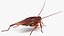 3D Animated Cockroach Creeps Rigged for Cinema 4D