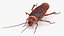 3D Animated Cockroach Creeps Rigged for Cinema 4D