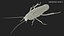 3D Animated Cockroach Creeps Rigged for Cinema 4D