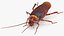 3D Animated Cockroach Creeps Rigged for Cinema 4D