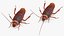 3D Animated Cockroach Creeps Rigged for Cinema 4D