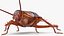 3D Animated Cockroach Creeps Rigged for Cinema 4D