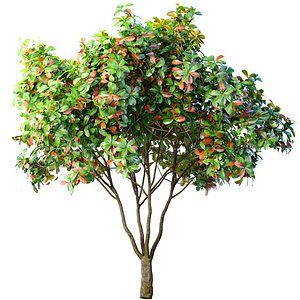3D model Decorative Outdoor Garden Plant Tree Shrub
