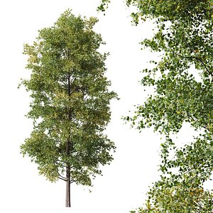 HQ Plants Alnus glutinosa02 3D model