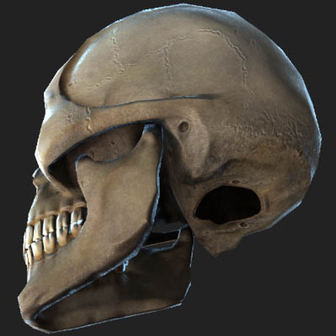 Human Skull 3d 3ds