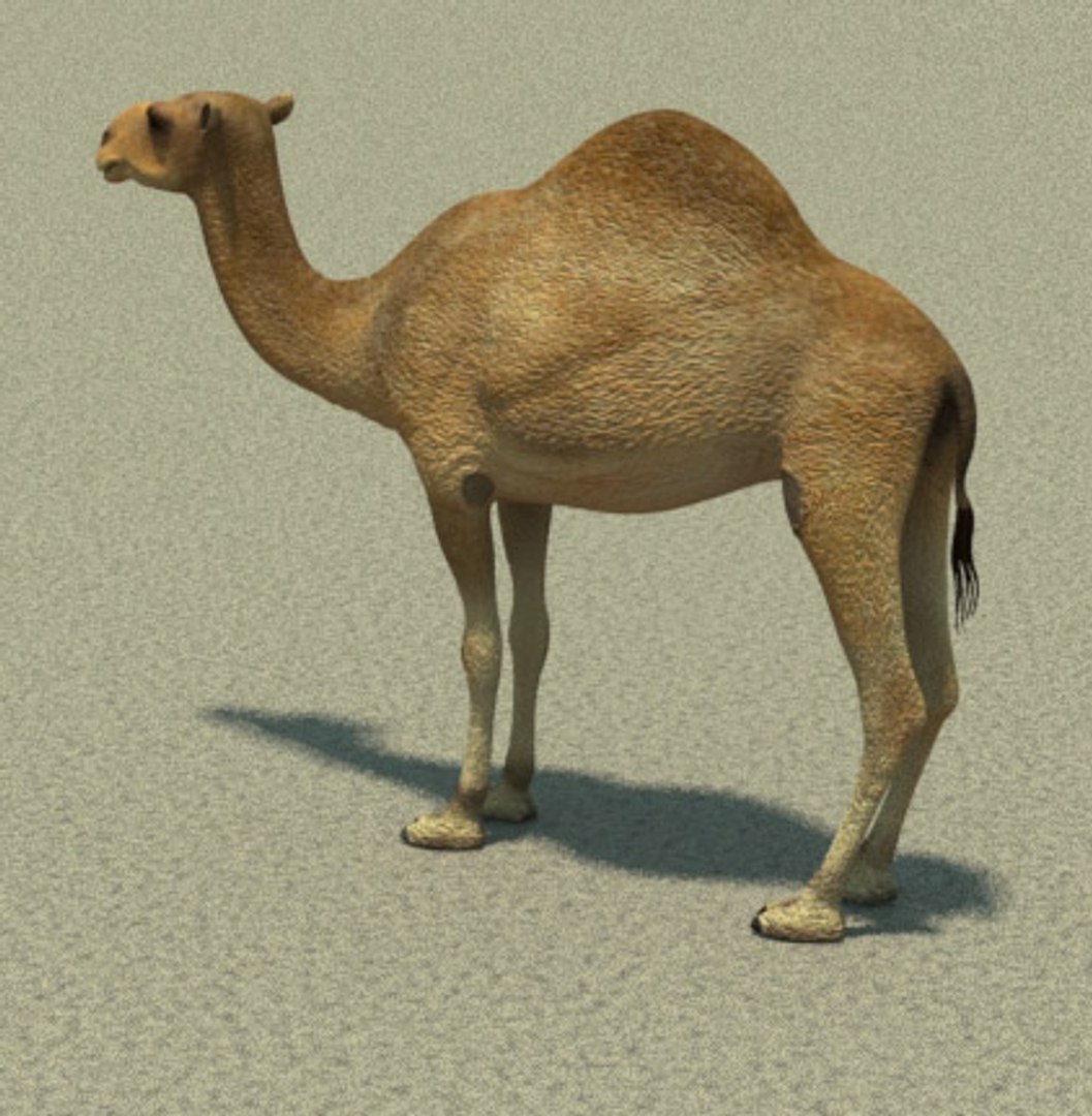 3d model african camel https://p.turbosquid.com/ts-thumb/CK/EHuT9f/LPq2ytw4/02/jpg/1254176731/1920x1080/fit_q87/b5f2e4882944a092b85172a3c8d1b3066c12250e/02.jpg