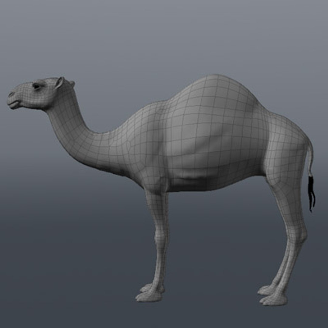 3d model african camel https://p.turbosquid.com/ts-thumb/CK/EHuT9f/VUbND1Qo/03/jpg/1254176737/1920x1080/fit_q87/4d034fa4754067c46bb4213cdd4e62090d311b48/03.jpg