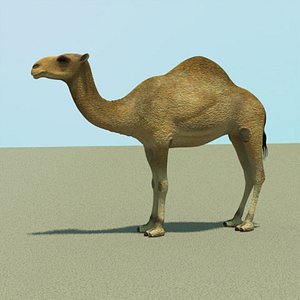 3d model african camel