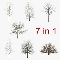 Winter Trees Collection