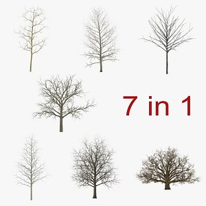 Winter Trees Collection