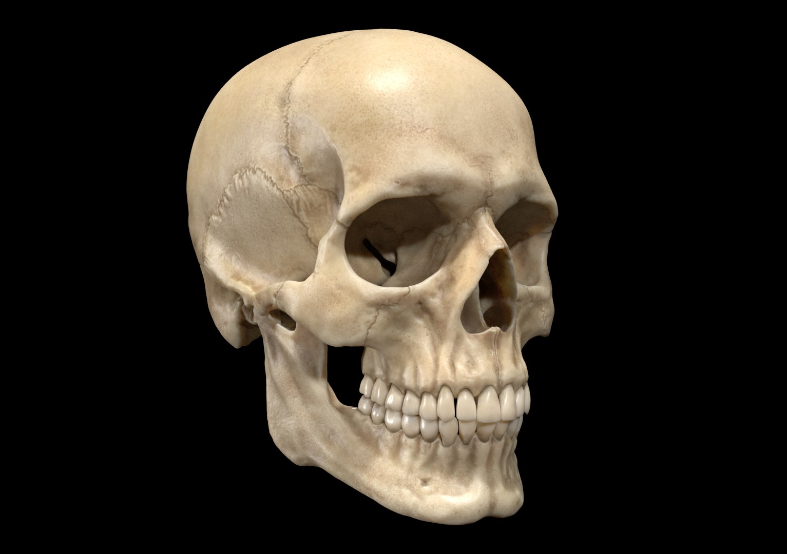 3D sculpted human skull model https://p.turbosquid.com/ts-thumb/CK/NKvjw2/aPNiCl5h/render6b/png/1536636397/1920x1080/fit_q87/558a7447d443dae1815a9398fe263846fa3aa11e/render6b.jpg