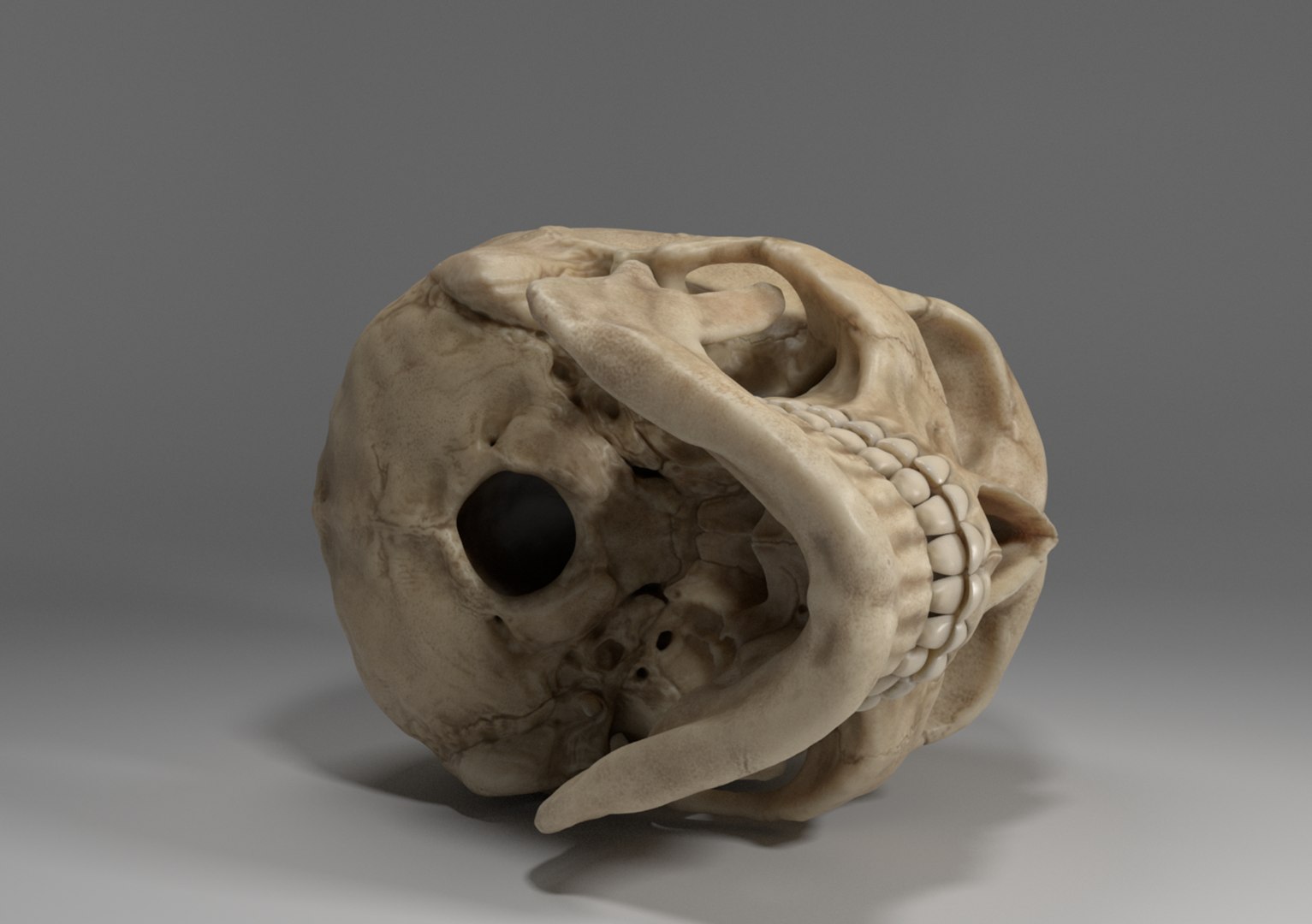 3D sculpted human skull model https://p.turbosquid.com/ts-thumb/CK/NKvjw2/puhb6oUG/render3/png/1536636397/1920x1080/fit_q87/966ea617635ce3a3050e619d866bd9abf7ec7afb/render3.jpg