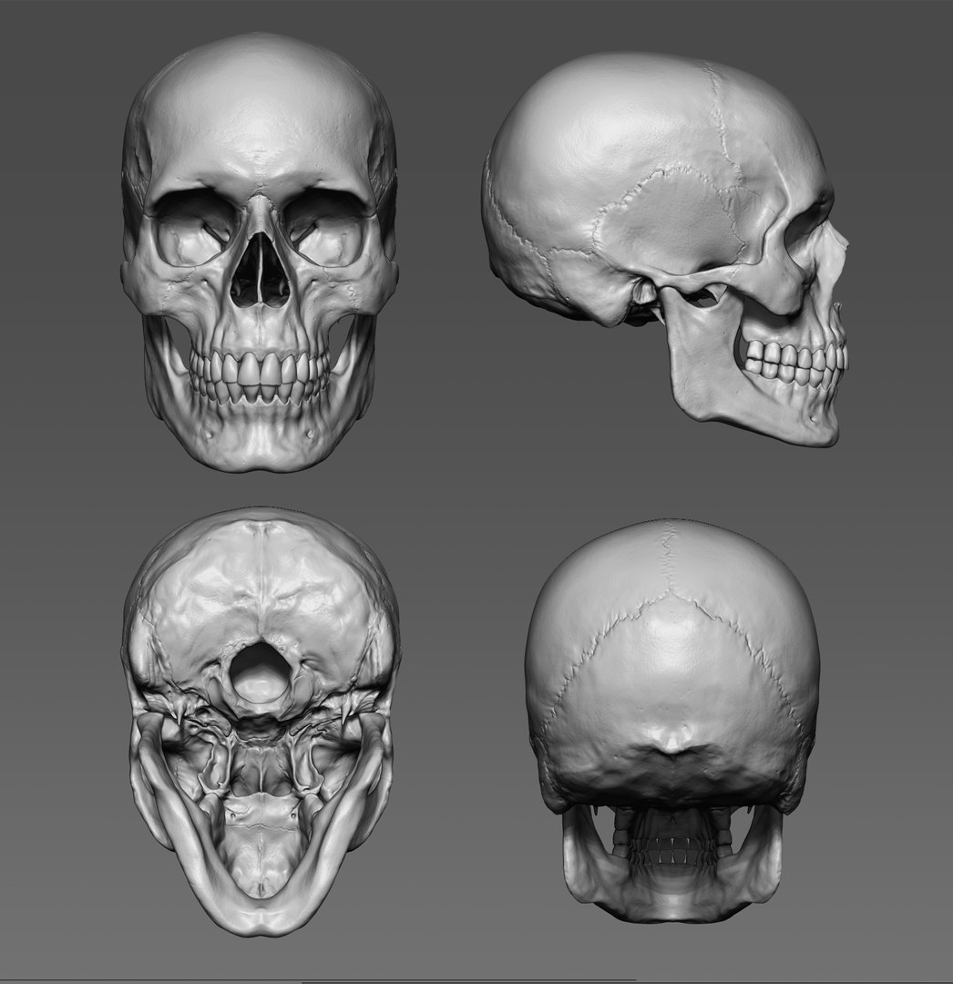 3d Sculpted Human Skull Model Turbosquid 1325988 6295