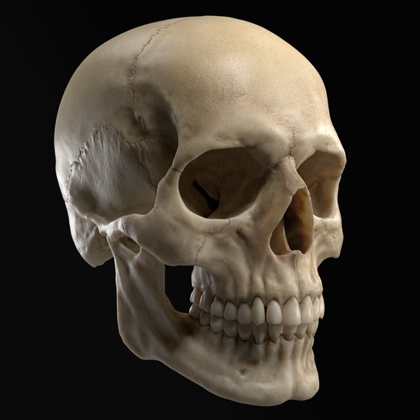 Inaccesible insertar aire 3D sculpted human skull model - TurboSquid 1325988
