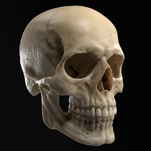 Realistic Human Skull