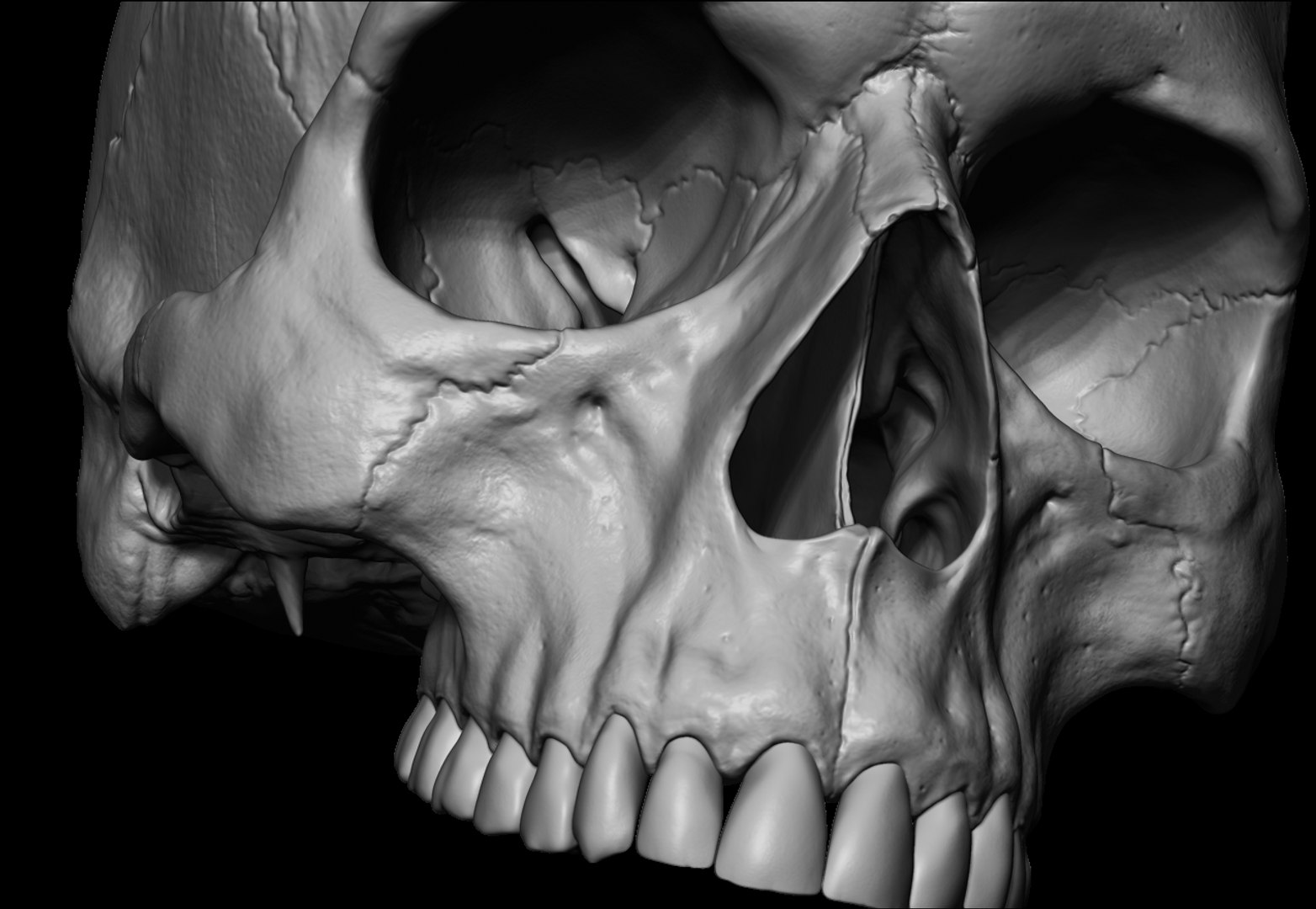 3D sculpted human skull model https://p.turbosquid.com/ts-thumb/CK/NKvjw2/tNo9YpyA/sculpt4/jpg/1536526696/1920x1080/fit_q87/b6dc283be7b8fdb683dc54e8d2b7feb309dcca32/sculpt4.jpg