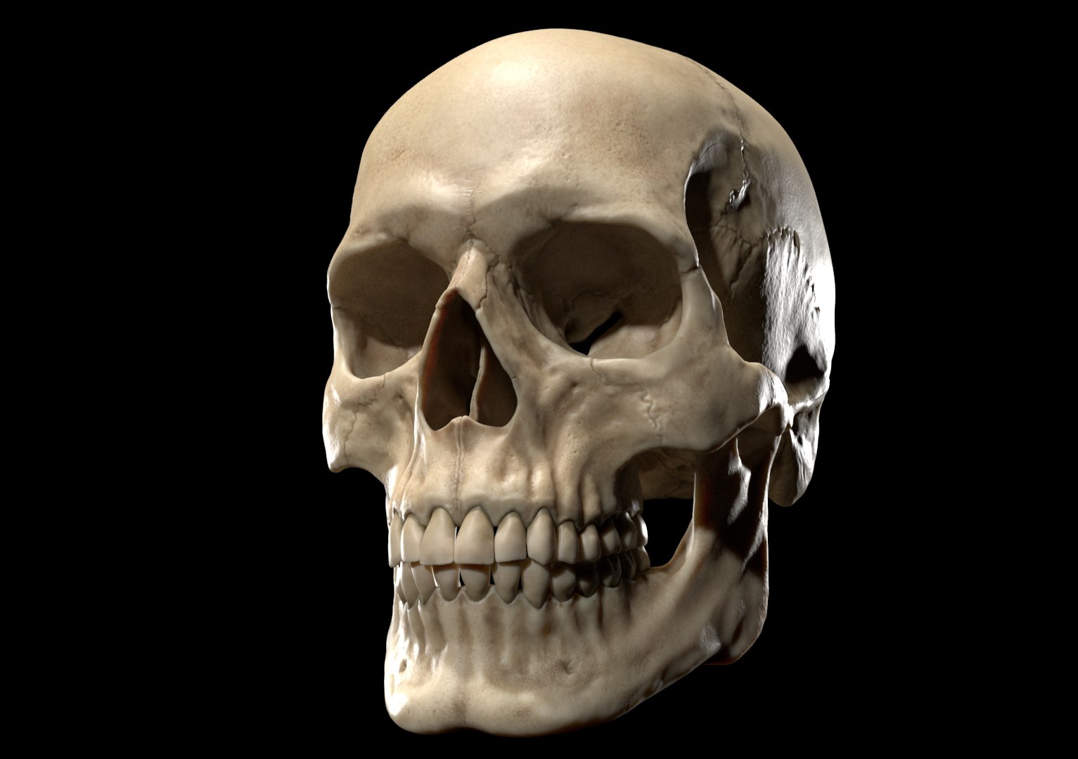 3D sculpted human skull model https://p.turbosquid.com/ts-thumb/CK/NKvjw2/xAnnegBO/render7/png/1536636397/1920x1080/fit_q87/d1f8d9e35e16dd5188b2d4a60e2e2a78e7ccb8e1/render7.jpg
