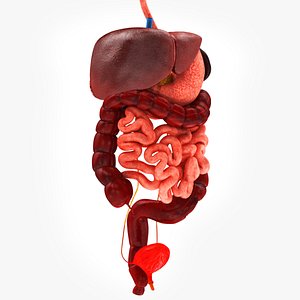 3D model Digestive organs with anatomic cut
