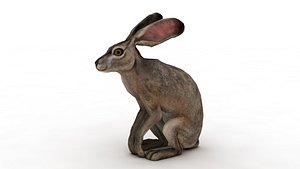 Rabbit model