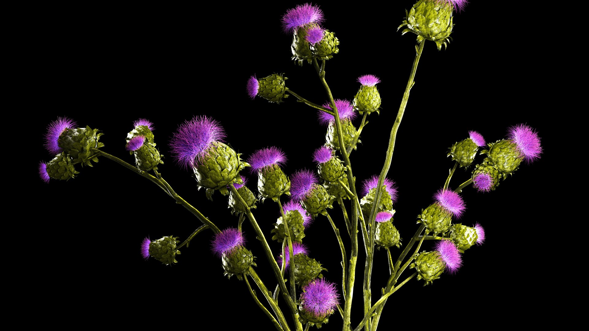 Beautiful bouquet of dried Thistle thorn flowers in a glass vase 292 3D model https://p.turbosquid.com/ts-thumb/CK/sBdtDx/K7/1thistlegreen29072304/jpg/1690811750/1920x1080/fit_q87/2fff5c8acb2560e995c4dfe2e9c86c928a37ec05/1thistlegreen29072304.jpg
