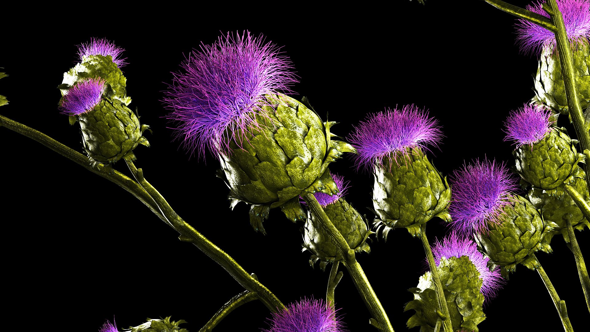 Beautiful bouquet of dried Thistle thorn flowers in a glass vase 292 3D model https://p.turbosquid.com/ts-thumb/CK/sBdtDx/LO/1thistlegreen29072308/jpg/1690811753/1920x1080/fit_q87/16735dc6f518dd89fbbaeb12aa870424e6350489/1thistlegreen29072308.jpg