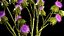 Hermoso ramo de flores secas de espina de cardo en un jarrón de vidrio 292