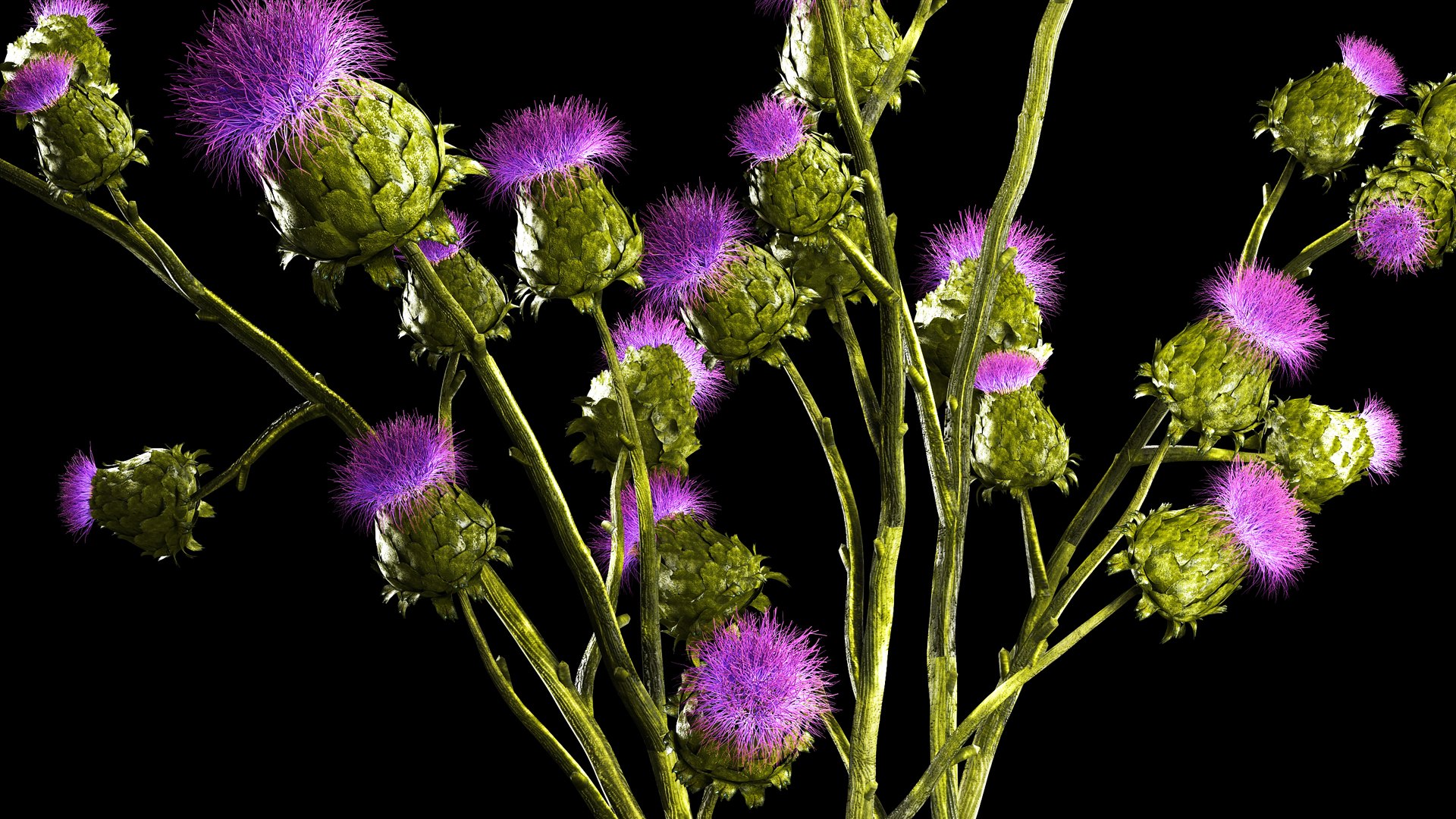Beautiful bouquet of dried Thistle thorn flowers in a glass vase 292 3D model https://p.turbosquid.com/ts-thumb/CK/sBdtDx/h2/1thistlegreen29072305/jpg/1690811751/1920x1080/fit_q87/8b943c800c9c78a9ce52b5c77a2c8840faac3e78/1thistlegreen29072305.jpg