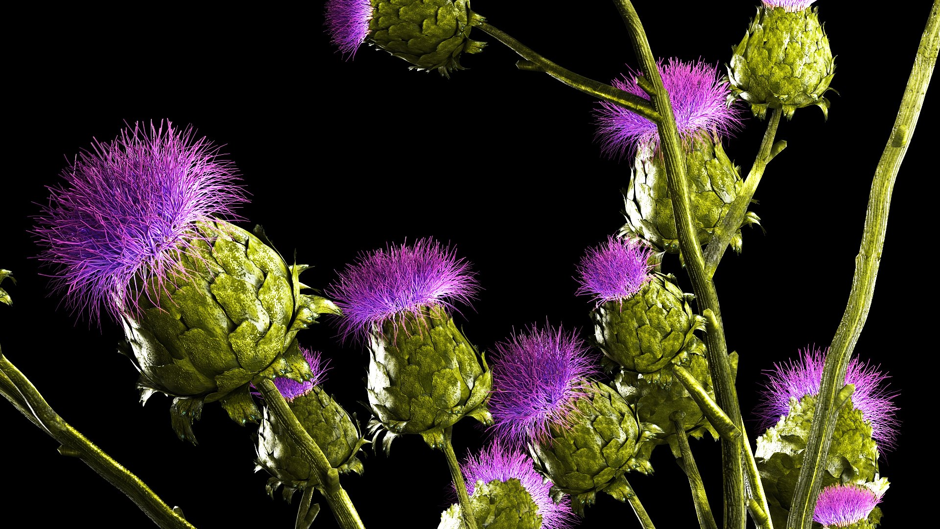Beautiful bouquet of dried Thistle thorn flowers in a glass vase 292 3D model https://p.turbosquid.com/ts-thumb/CK/sBdtDx/jf/1thistlegreen29072306/jpg/1690811751/1920x1080/fit_q87/ddea362837ad81638555853c77f1bf49d17cbe71/1thistlegreen29072306.jpg