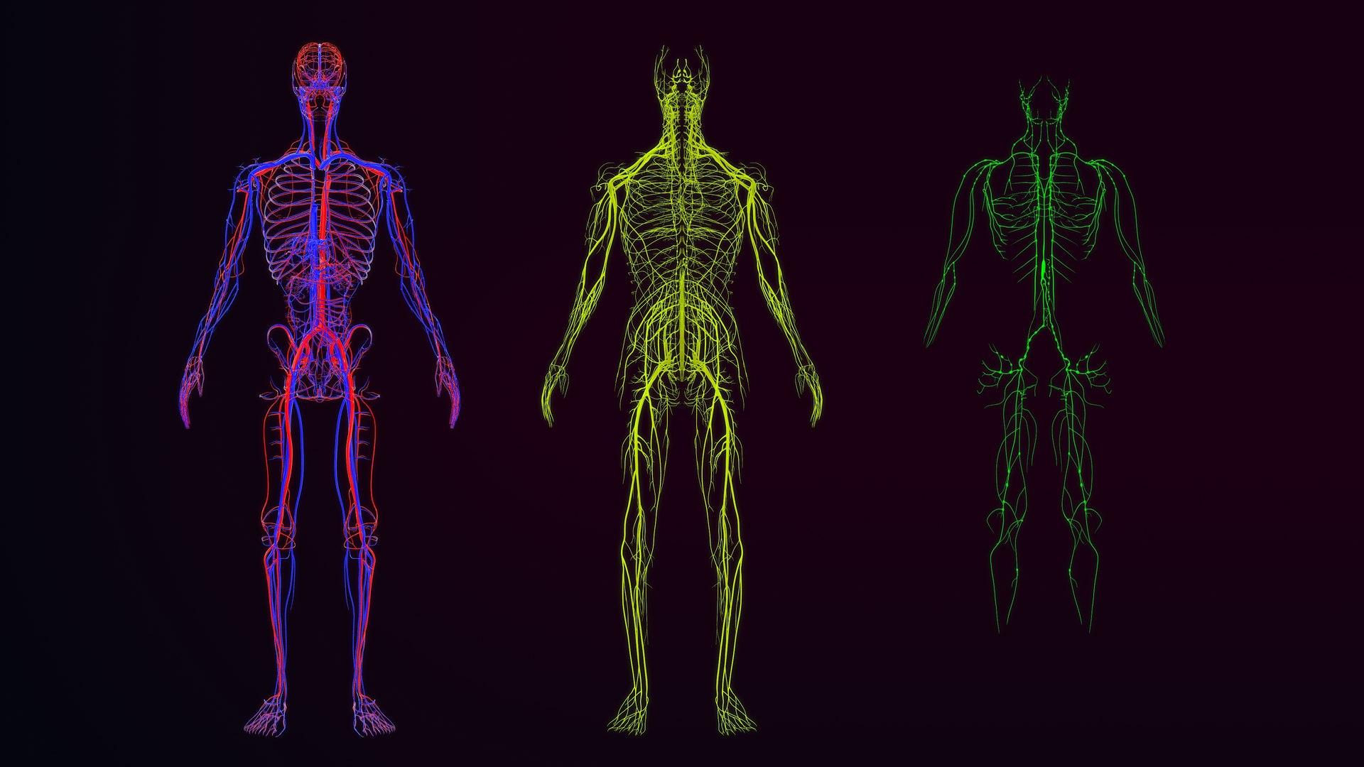 Arteries  veins Nerves and Lymph Nodes 3D https://p.turbosquid.com/ts-thumb/CL/182FPz/LW/16_arteriesveinsnervesandlymphs_0011/jpg/1648803597/1920x1080/fit_q87/3d9832b5a3dbb494f7d2659840e3365f547705d6/16_arteriesveinsnervesandlymphs_0011.jpg