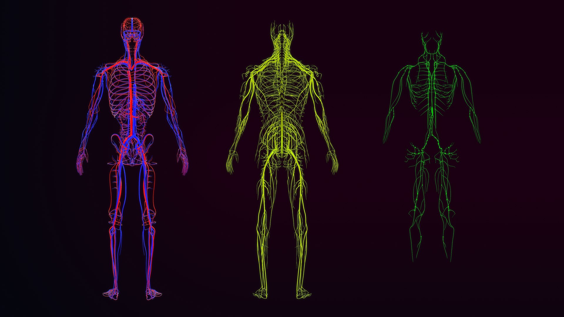 Arteries  veins Nerves and Lymph Nodes 3D https://p.turbosquid.com/ts-thumb/CL/182FPz/dF/16_arteriesveinsnervesandlymphs_0013/jpg/1648803600/1920x1080/fit_q87/423b80b28500843f7a6cd52c3fa61f8ffd8b596c/16_arteriesveinsnervesandlymphs_0013.jpg