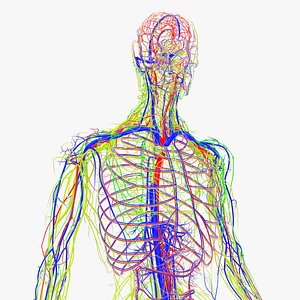 Arteries  veins Nerves and Lymph Nodes 3D