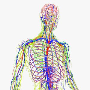 Arteries  veins Nerves and Lymph Nodes