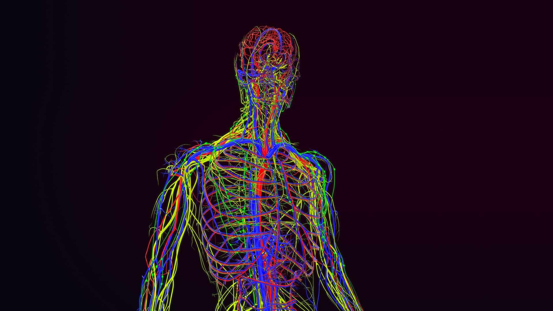 Arteries  veins Nerves and Lymph Nodes 3D https://p.turbosquid.com/ts-thumb/CL/182FPz/q9/16_arteriesveinsnervesandlymphs_0005/jpg/1648803600/1920x1080/fit_q87/4a367a66edc4a2812dfc33de0f47452c59ed9b97/16_arteriesveinsnervesandlymphs_0005.jpg