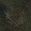 Tumbleweed