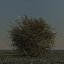 Tumbleweed