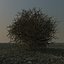 Tumbleweed
