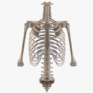 cage thoracic vertebrae humerii 3D model