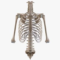Thoracic cage with all vertebrae and shoulder joint with humerii 3D model