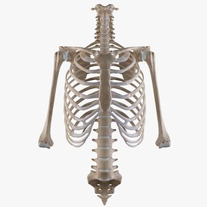 Thoracic cage with all vertebrae and shoulder joint with humerii 3D model