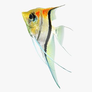manacapuru angelfish rigged 3D model
