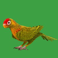Varied Lorikeet Bird