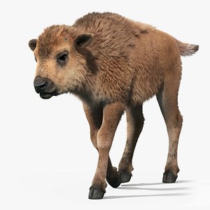 American Bison Baby(FUR)(ANIMATED)